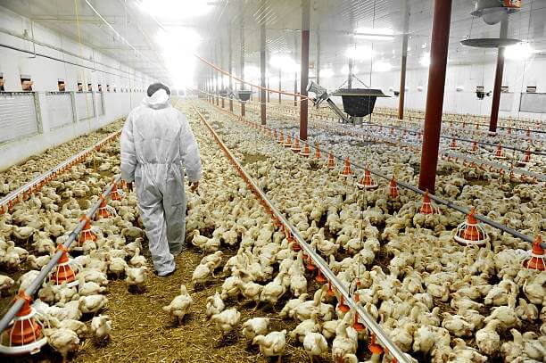 Poultry Caretakers